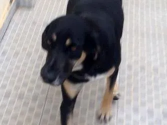 Cachorro ra a Vira lata idade 7 a 11 meses nome Não sabemos