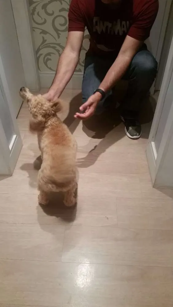Cachorro ra a Poodle idade 7 a 11 meses nome Ekidi