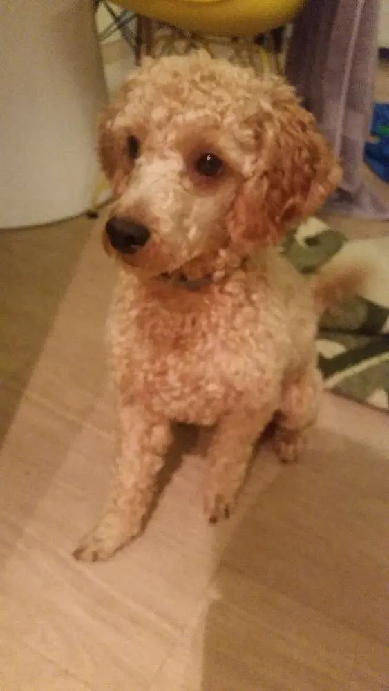 Cachorro ra a Poodle idade 7 a 11 meses nome Ekidi