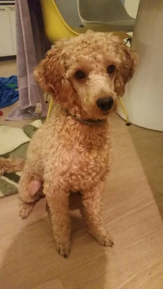 Cachorro ra a Poodle idade 7 a 11 meses nome Ekidi