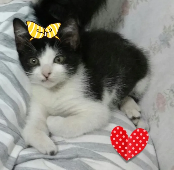 Gato ra a SRD idade 2 a 6 meses nome lisa