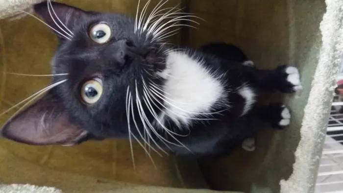 Gato ra a SRD idade 2 a 6 meses nome bigode
