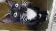 bigode