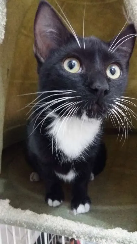 Gato ra a SRD idade 2 a 6 meses nome bigode