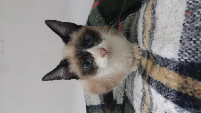 Gato ra a SRD idade 2 a 6 meses nome penelope