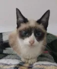 penelope