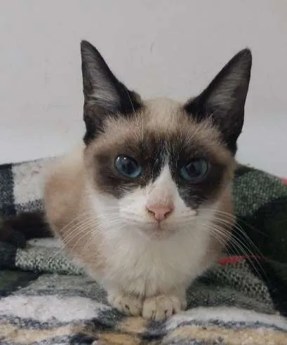 Gato ra a SRD idade 2 a 6 meses nome penelope