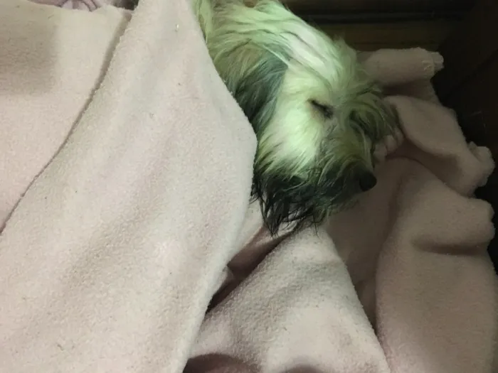 Cachorro ra a Vira lata idade 1 ano nome Alice