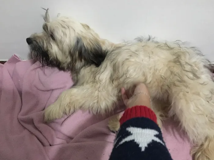 Cachorro ra a Vira lata idade 1 ano nome Alice