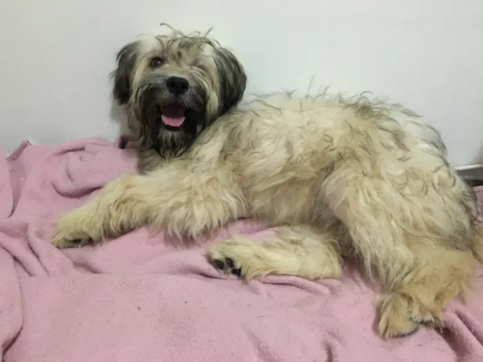 Cachorro ra a Vira lata idade 1 ano nome Alice