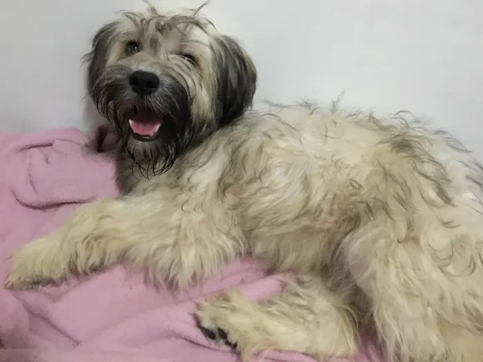 Cachorro ra a Vira lata idade 1 ano nome Alice