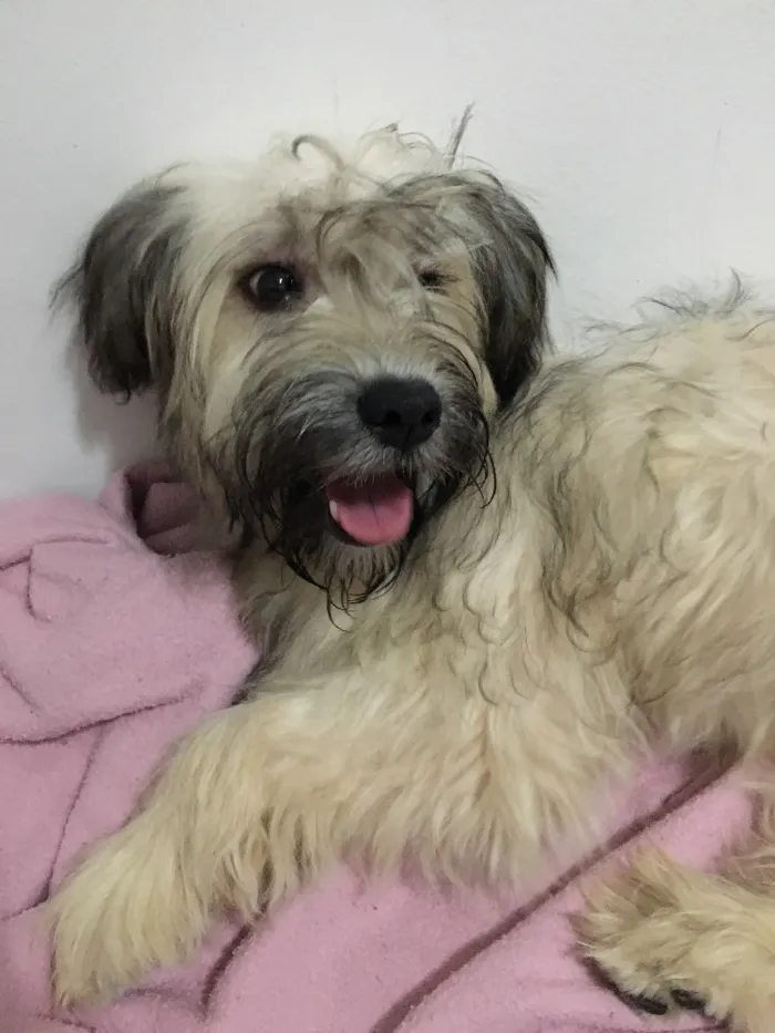 Cachorro ra a Vira lata idade 1 ano nome Alice