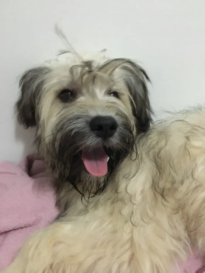 Cachorro ra a Vira lata idade 1 ano nome Alice