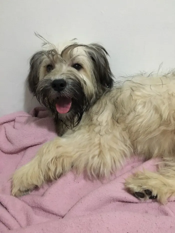 Cachorro ra a Vira lata idade 1 ano nome Alice