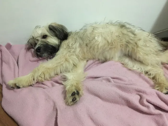 Cachorro ra a Vira lata idade 1 ano nome Alice