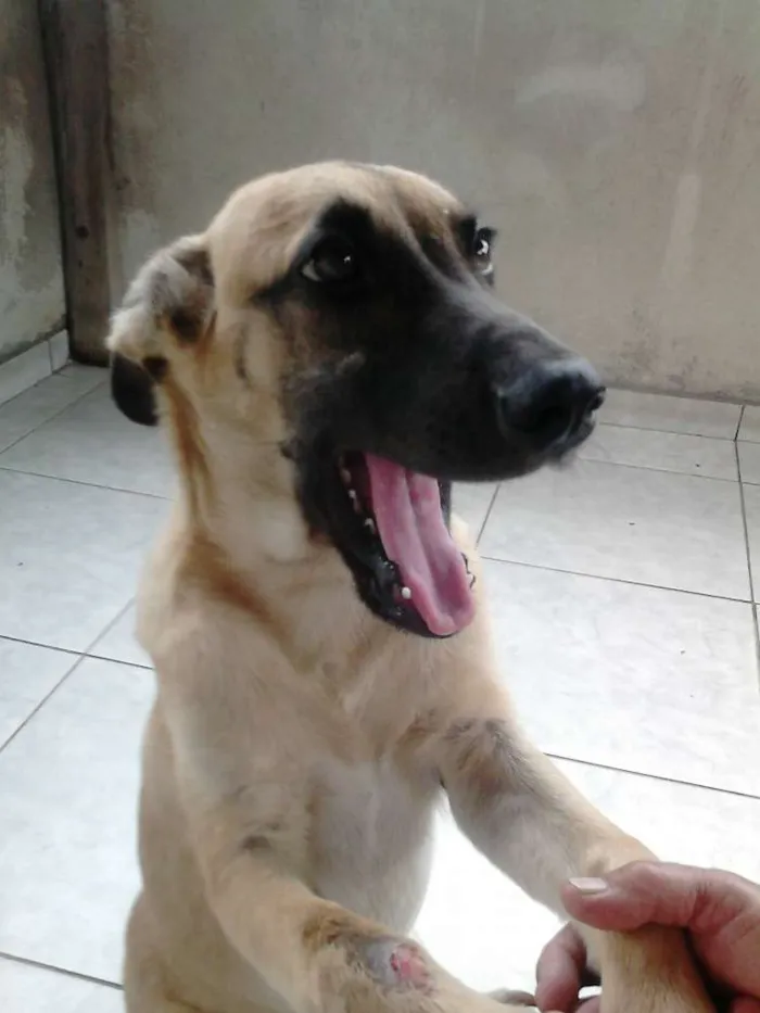 Cachorro raça SRD idade 7 a 11 meses nome Toquinho