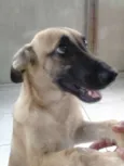 Toquinho