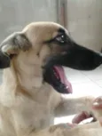 Toquinho