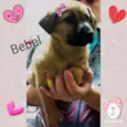 Bebel