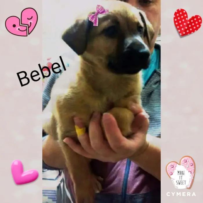 Cachorro ra a Srd idade Abaixo de 2 meses nome Bebel