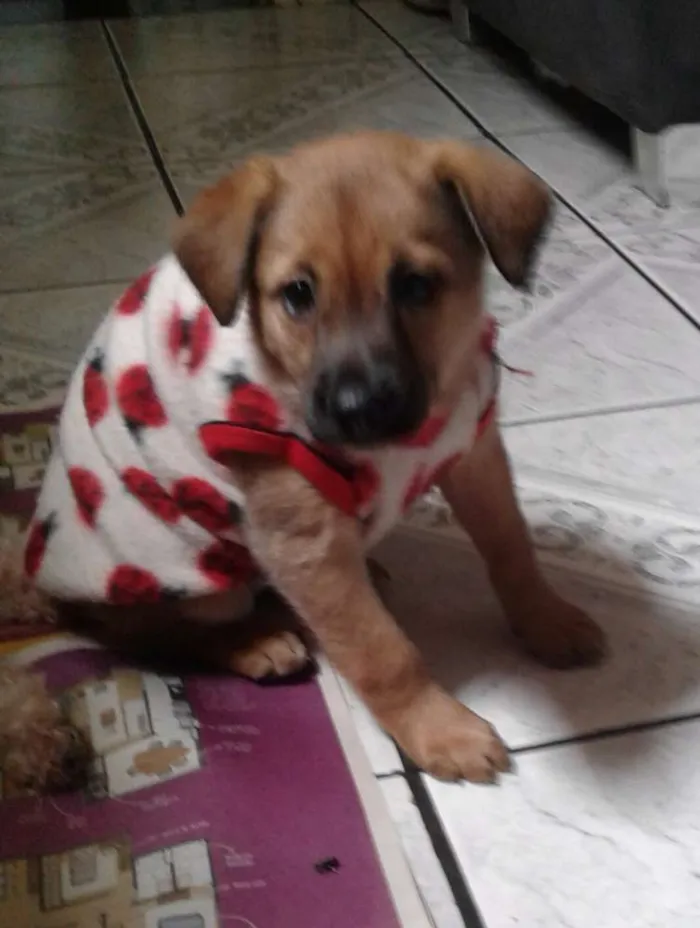 Cachorro ra a Srd idade Abaixo de 2 meses nome Bebel