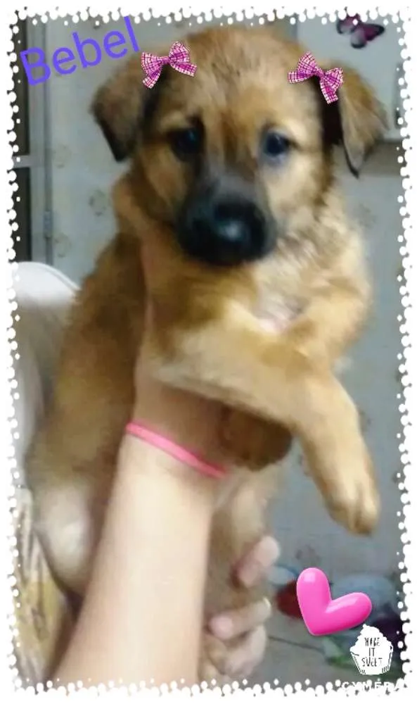 Cachorro ra a Srd idade Abaixo de 2 meses nome Bebel