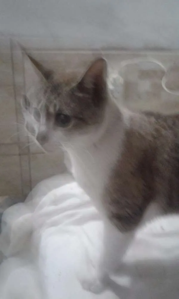 Gato ra a SRD idade 2 anos nome Smigol