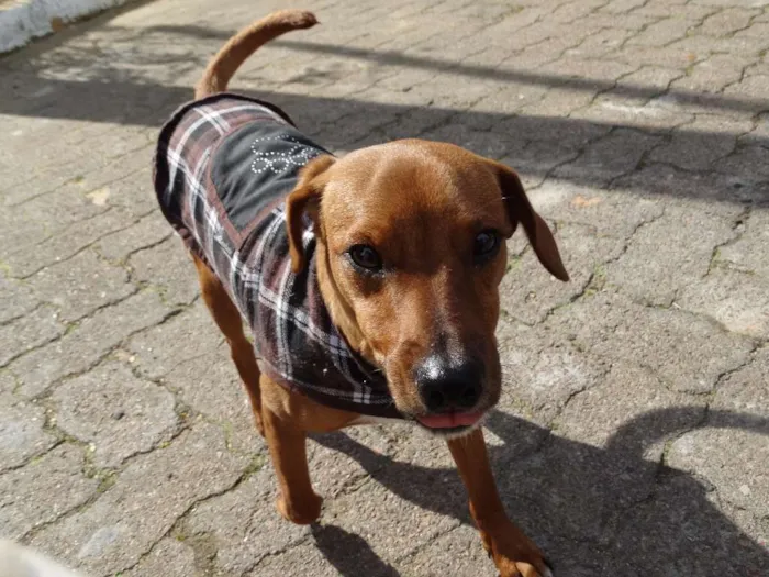 Cachorro ra a SRD idade 2 a 6 meses nome Amigão