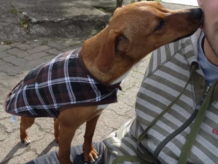 Cachorro ra a SRD idade 2 a 6 meses nome Amigão