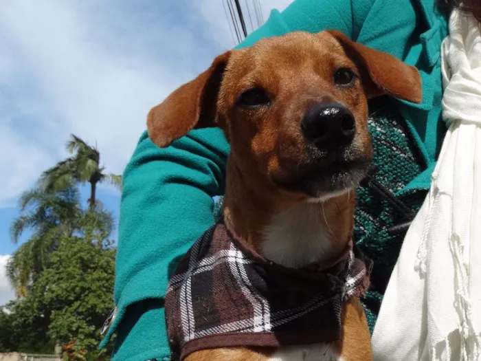 Cachorro ra a SRD idade 2 a 6 meses nome Amigão
