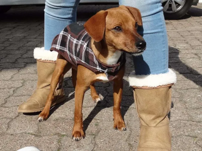 Cachorro ra a SRD idade 2 a 6 meses nome Amigão