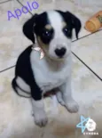Apolo 