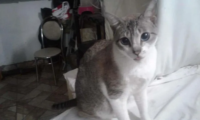 Gato ra a SRD idade 2 anos nome Smigol