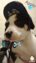 Apolo 