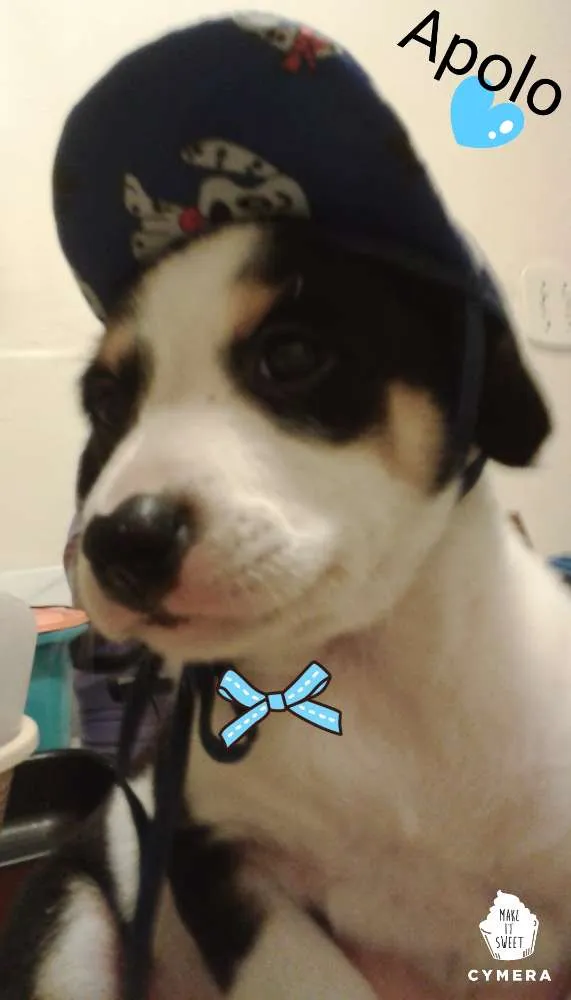Cachorro ra a Srd idade Abaixo de 2 meses nome Apolo 