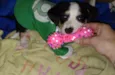Apolo