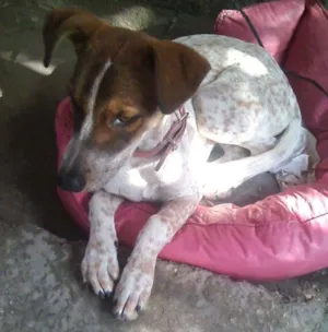 Cachorro raça Dogue Alemão com vira lata idade 7 a 11 meses nome Jodie