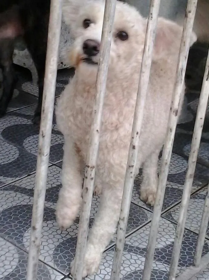 Cachorro ra a poodle idade 3 anos nome Bob Marley