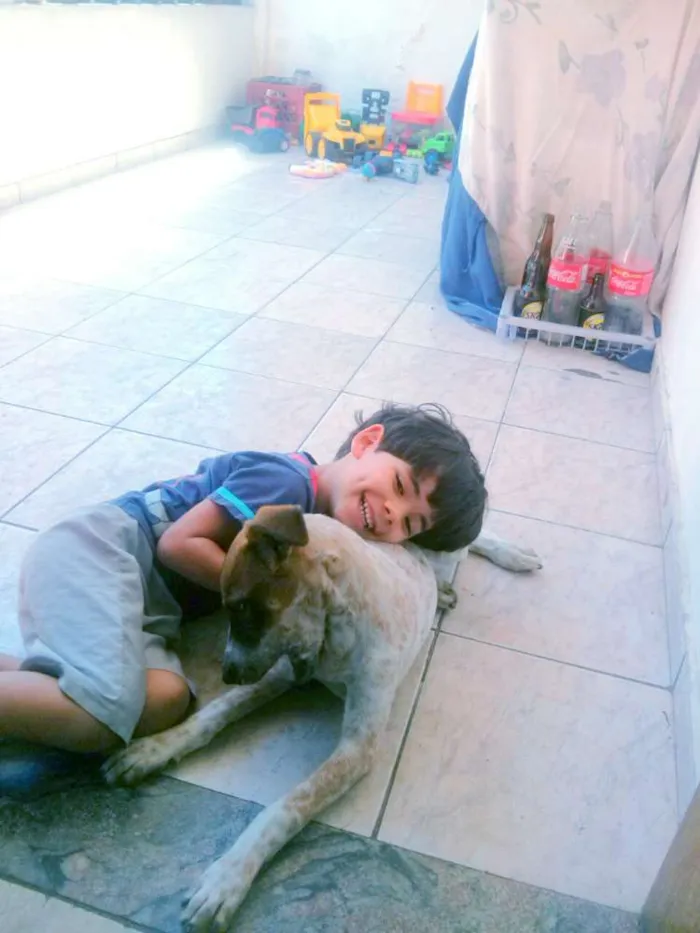 Cachorro raça Dogue Alemão com vira lata idade 7 a 11 meses nome Jodie