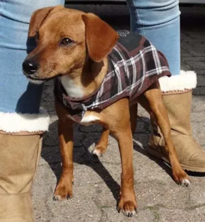 Cachorro raça SRD idade 2 a 6 meses nome Amigão