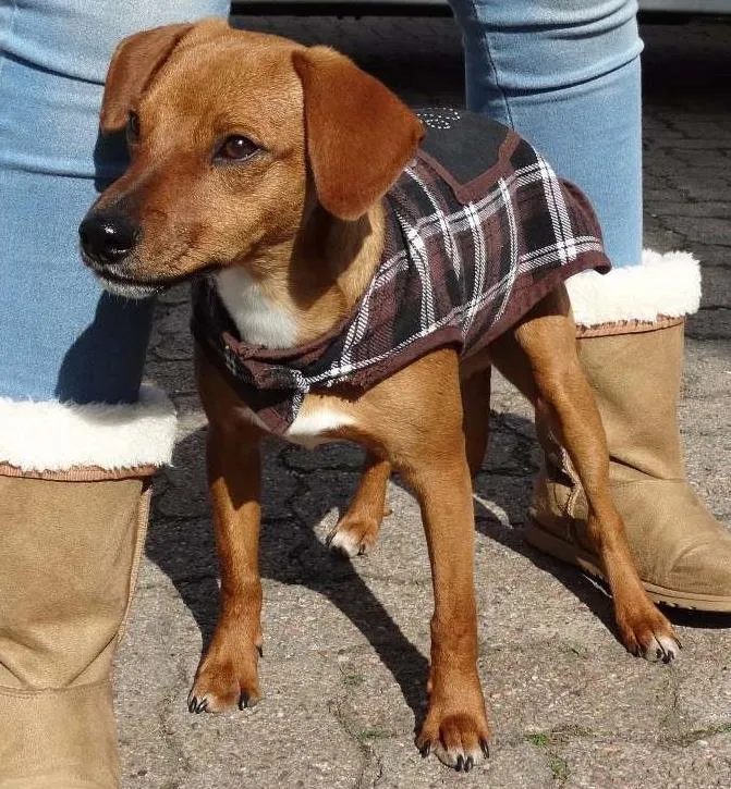 Cachorro ra a SRD idade 2 a 6 meses nome Amigão