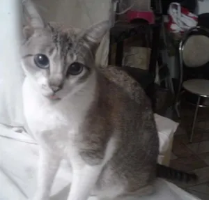 Gato raça SRD idade 2 anos nome Smigol