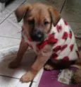 Bebel