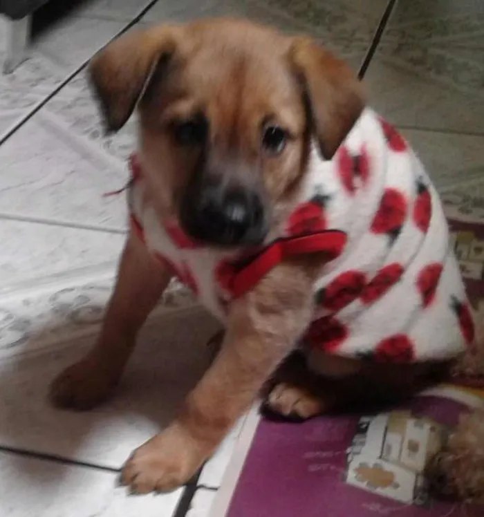 Cachorro ra a Srd idade Abaixo de 2 meses nome Bebel