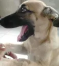 Toquinho