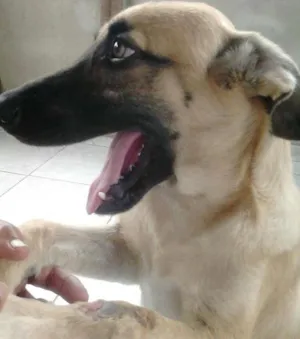 Cachorro raça SRD idade 7 a 11 meses nome Toquinho