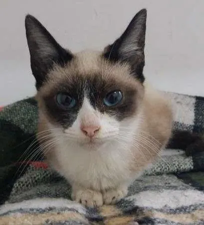 Gato ra a SRD idade 2 a 6 meses nome penelope