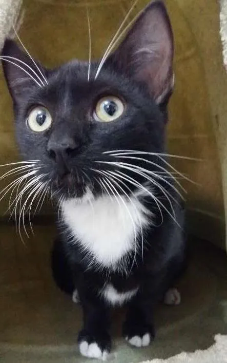 Gato ra a SRD idade 2 a 6 meses nome bigode