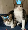 romeu e julieta