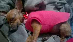 Cachorro raça Pinscher idade 7 a 11 meses nome Tuca